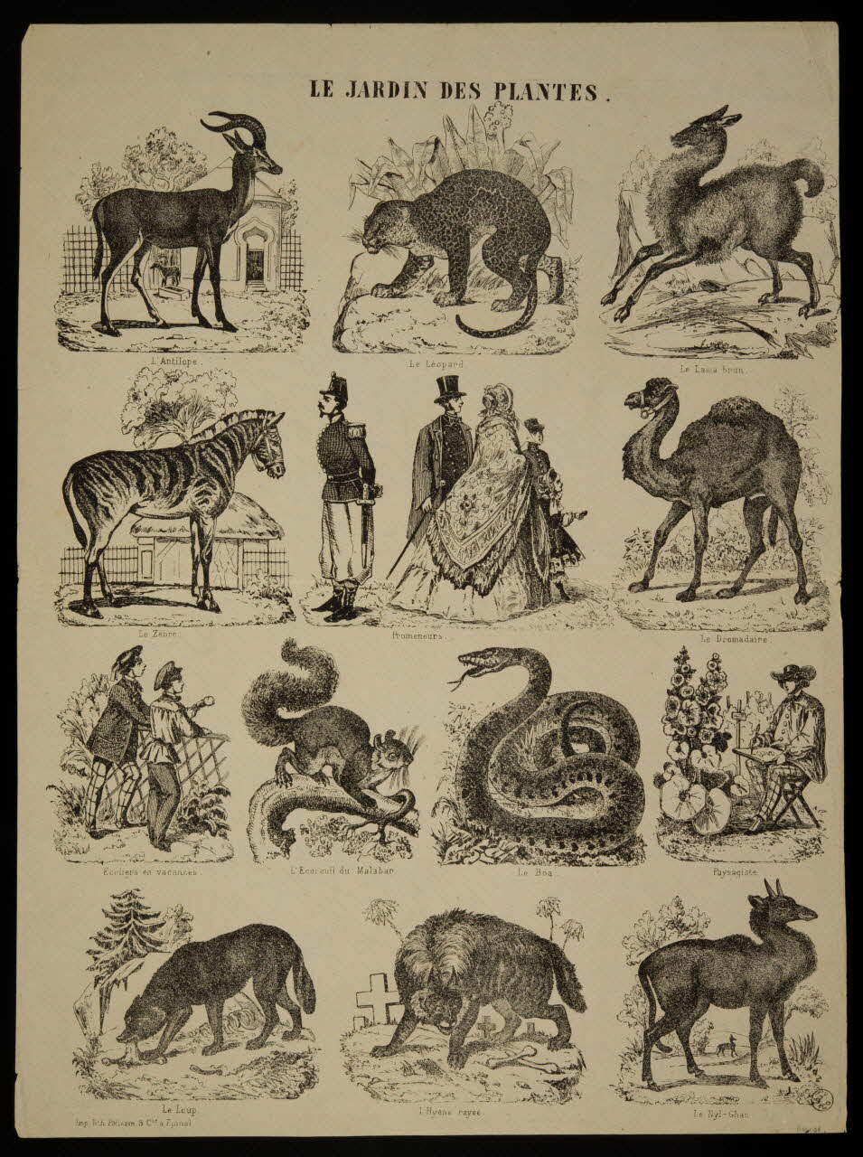 estampe LE JARDIN DES PLANTES. 1953.86.4184 Photo