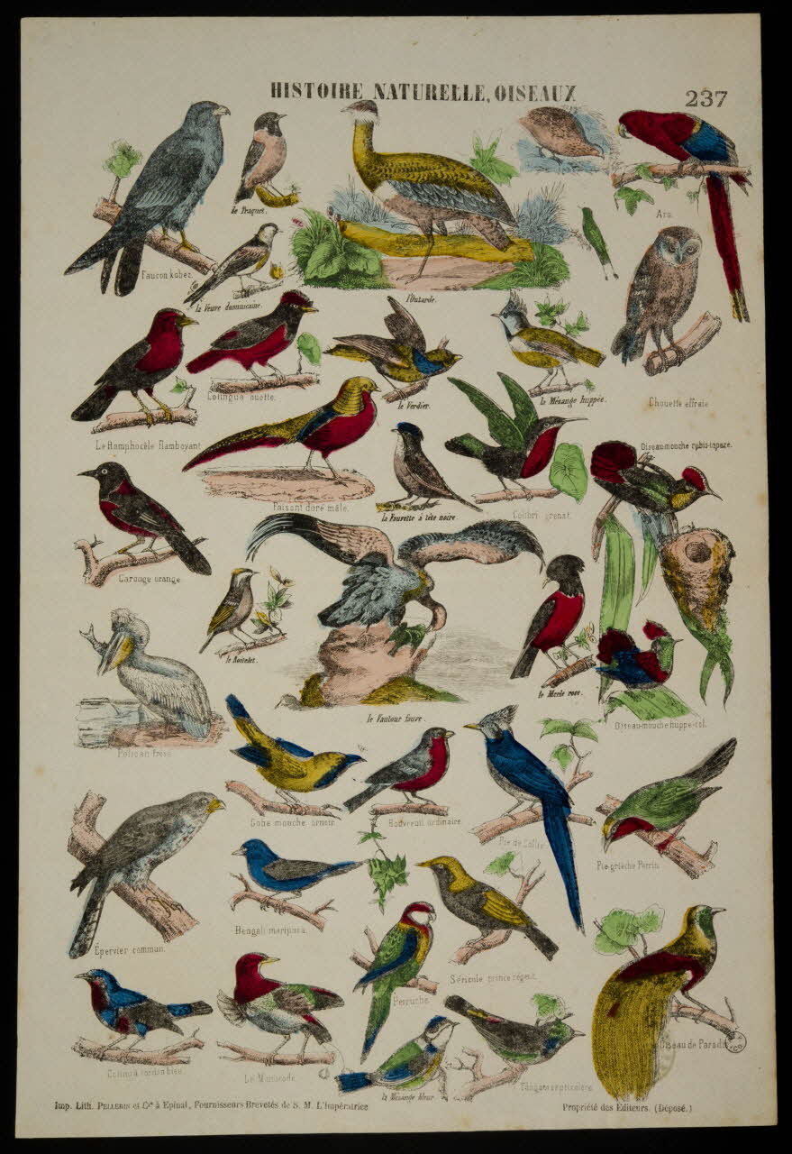 estampe HISTOIRE NATURELLE, OISEAUX 1953.86.4187 Photo