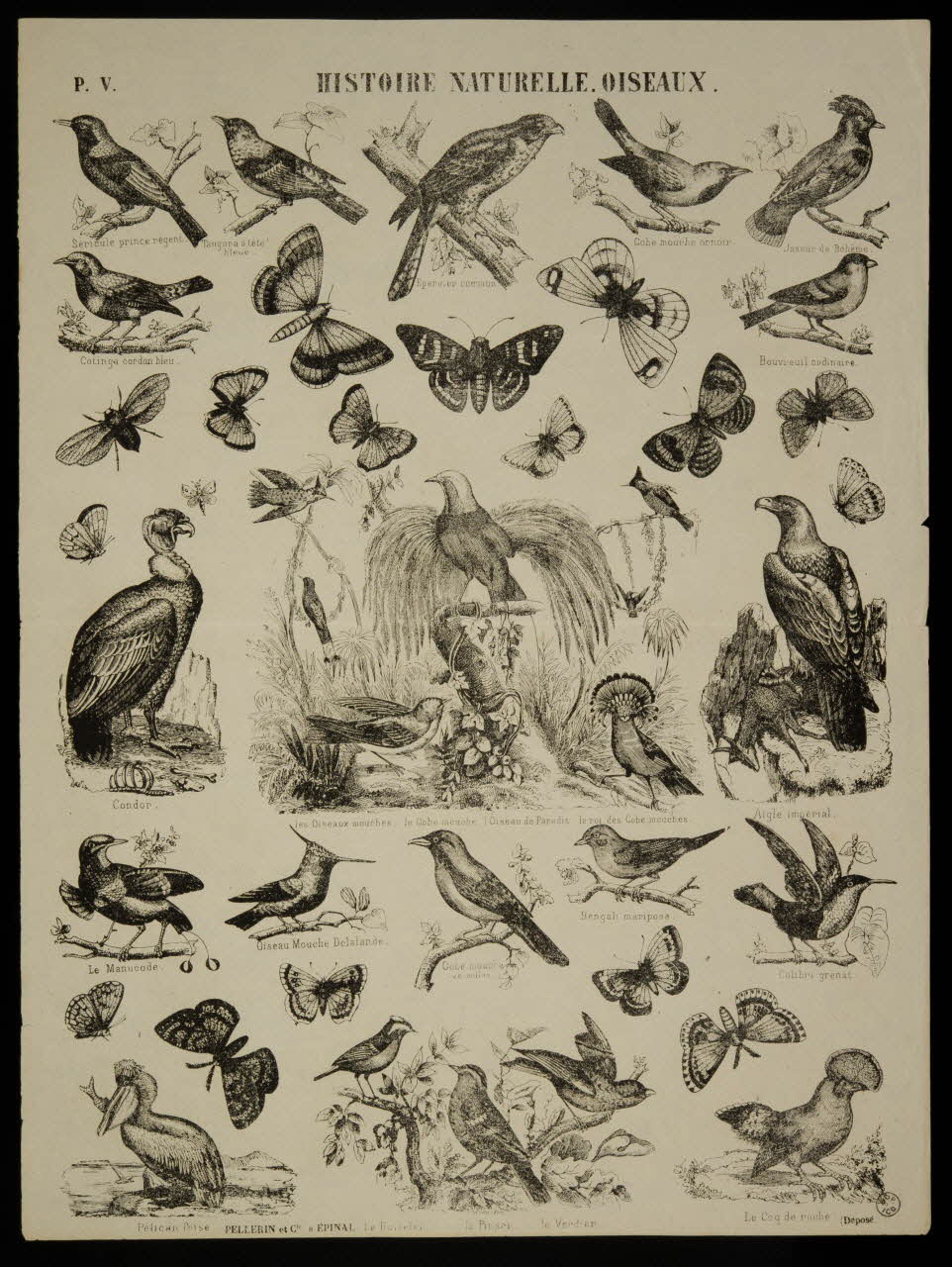 estampe HISTOIRE NATURELLE. OISEAUX. 1953.86.4188 Photo