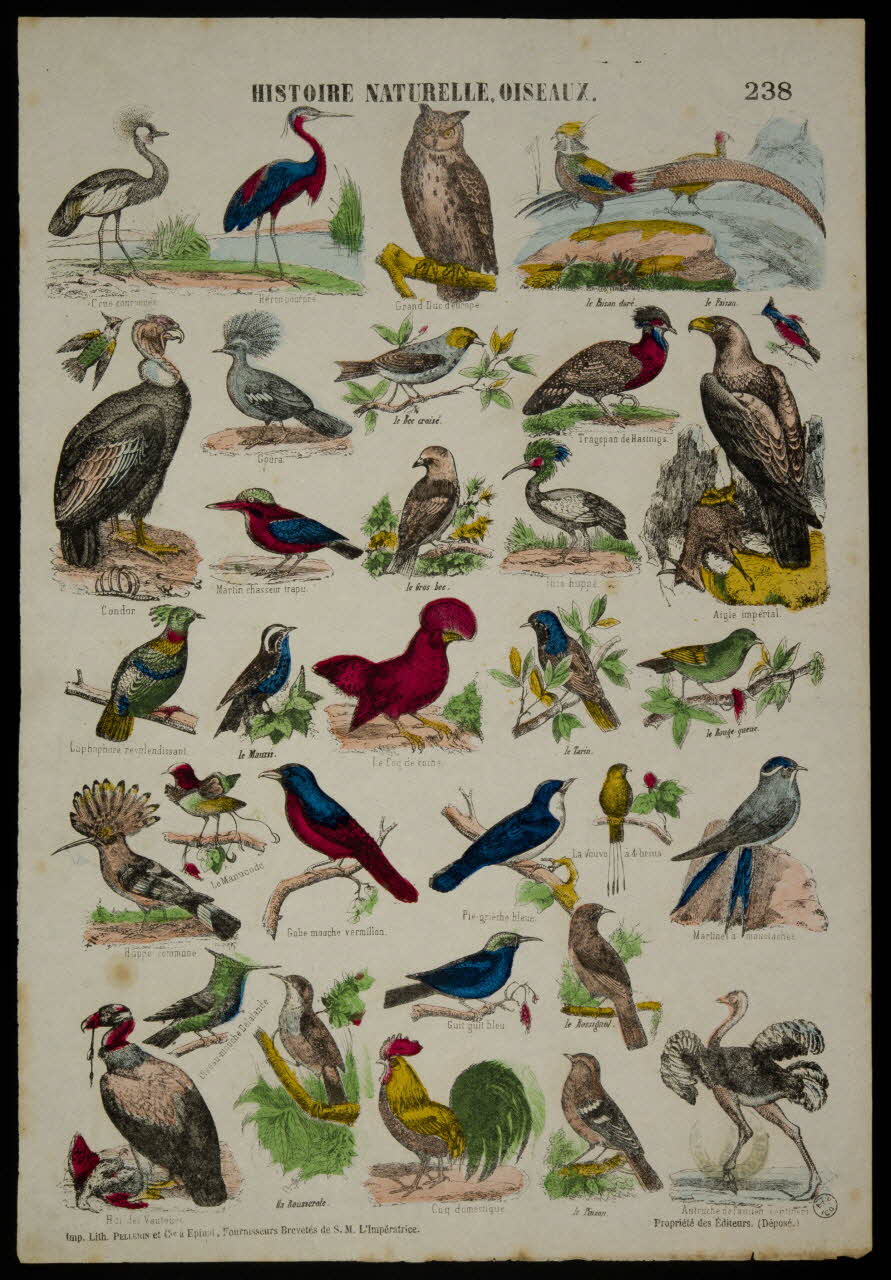 estampe HISTOIRE NATURELLE, OISEAUX. 1953.86.4191 Photo