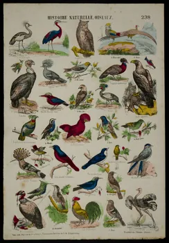 estampe HISTOIRE NATURELLE, OISEAUX. 1953.86.4191 Photo