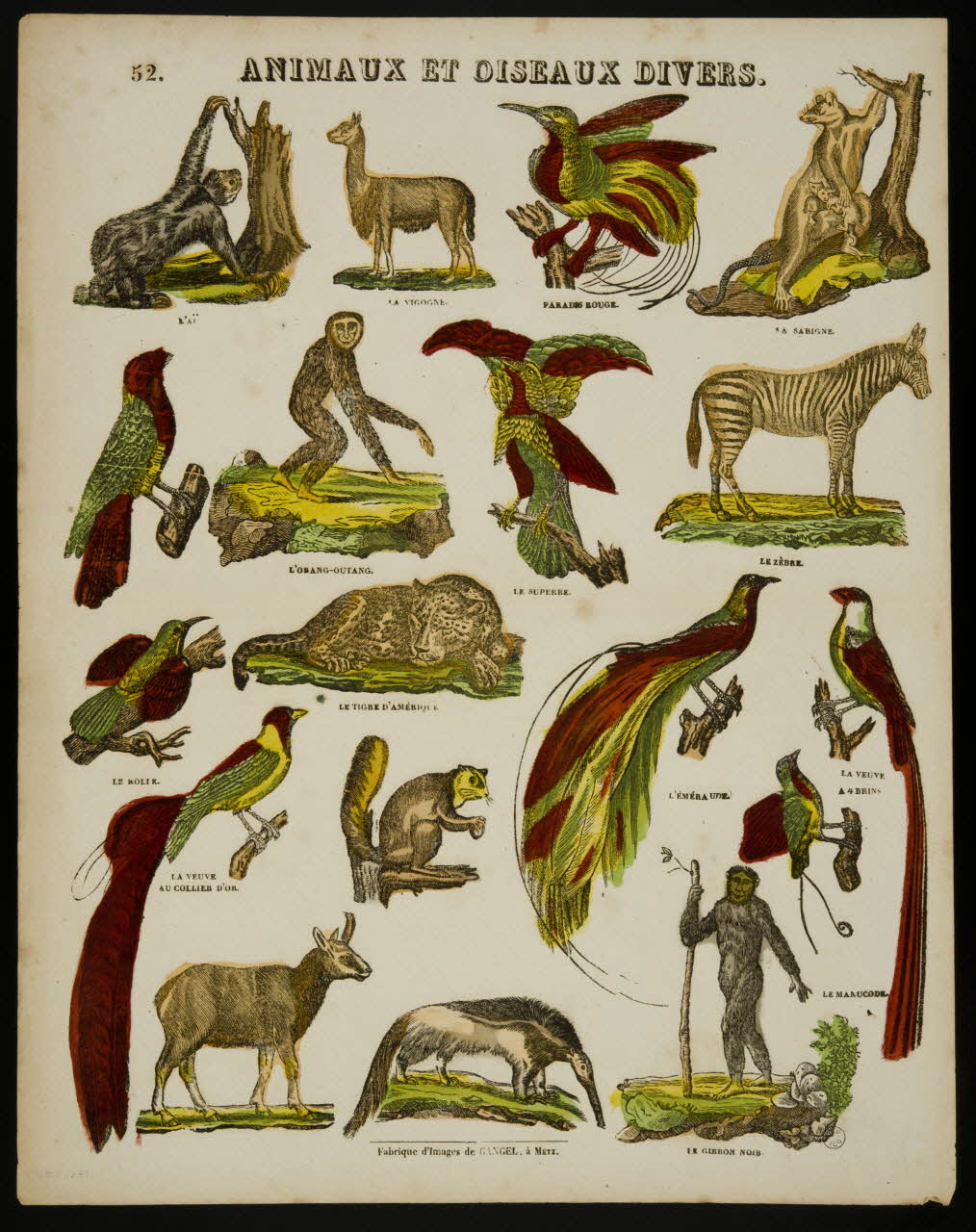 Charles Nicolas Gangel estampe ANIMAUX ET OISEAUX DIVERS. Metz 1852-1858 1953.86.4194 Photo