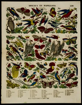 estampe OISEAUX ET PAPILLONS. 1953.86.4205 Photo