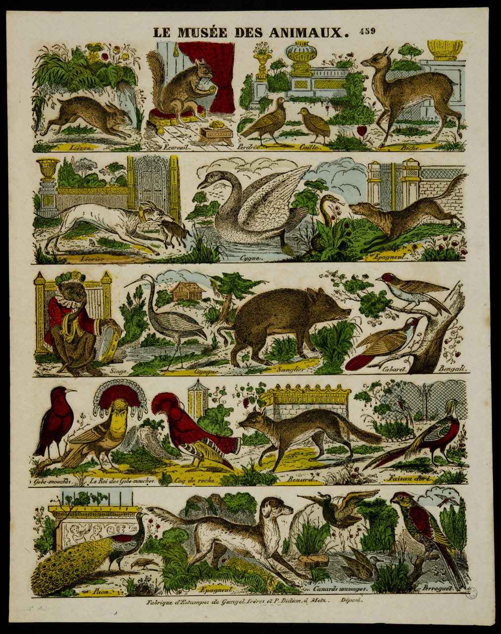 estampe LE MUSEE DES ANIMAUX. 1953.86.4206 Photo