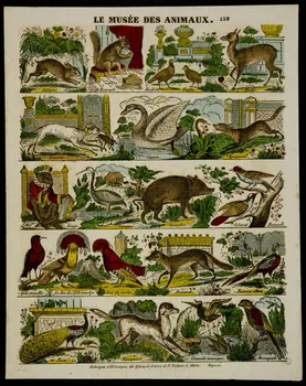 estampe LE MUSEE DES ANIMAUX. 1953.86.4206 Photo