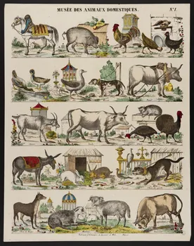 estampe MUSEE DES ANIMAUX DOMESTIQUES. 1953.86.4207 Photo
