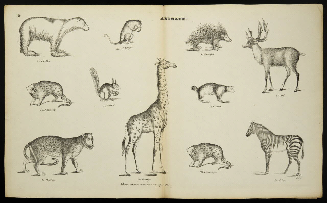 Dembour et Gangel estampe ANIMAUX. Metz 1840-1852 1953.86.4211 Photo
