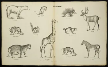 Dembour et Gangel estampe ANIMAUX. Metz 1840-1852 1953.86.4211 Photo