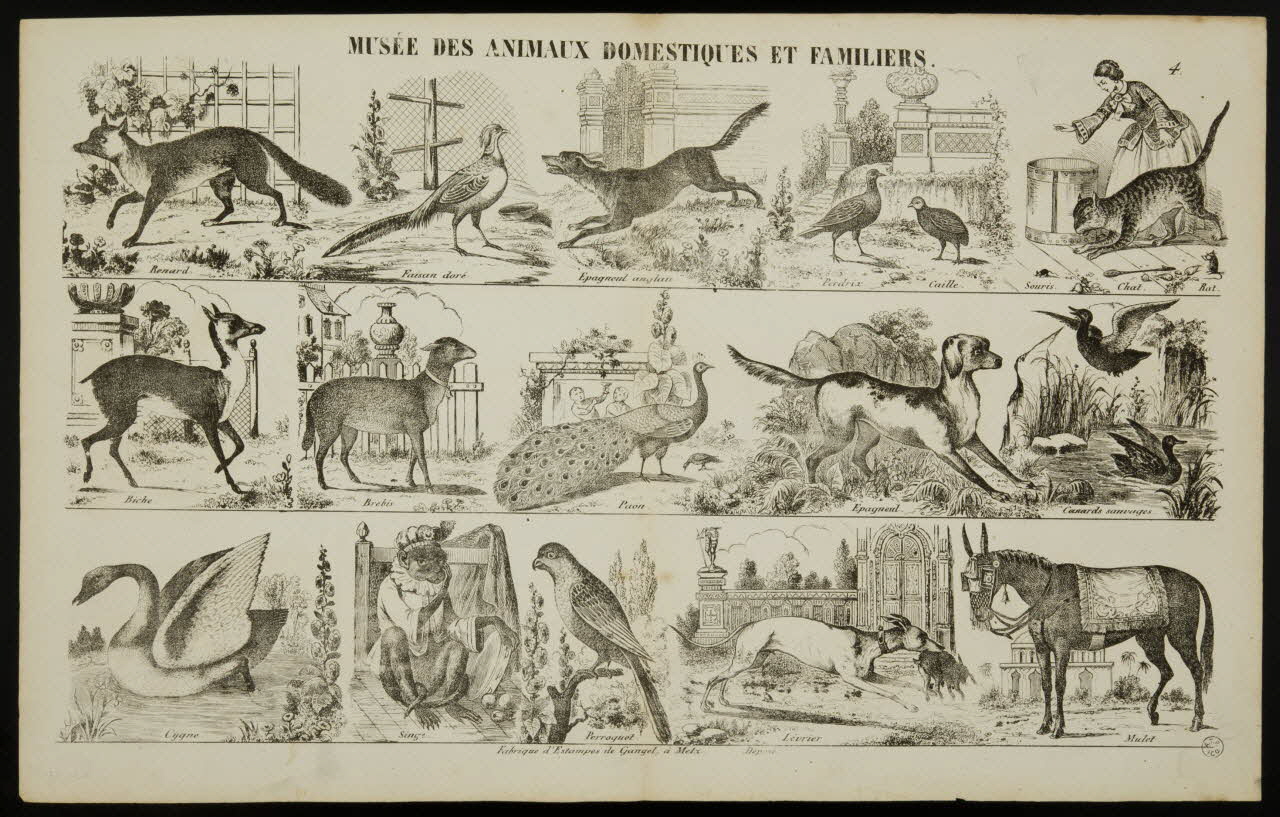 Charles Nicolas Gangel estampe MUSEE DES ANIMAUX DOMESTIQUES ET FAMILIERS. Metz 1852-1858 1953.86.4217 Photo