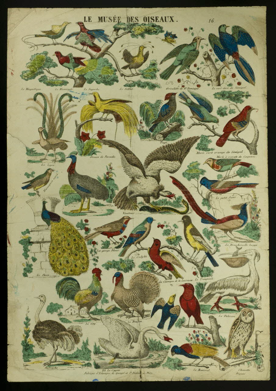 Gangel et Didion estampe LE MUSEE DES OISEAUX. Metz 1858-1868 1953.86.4220 Photo