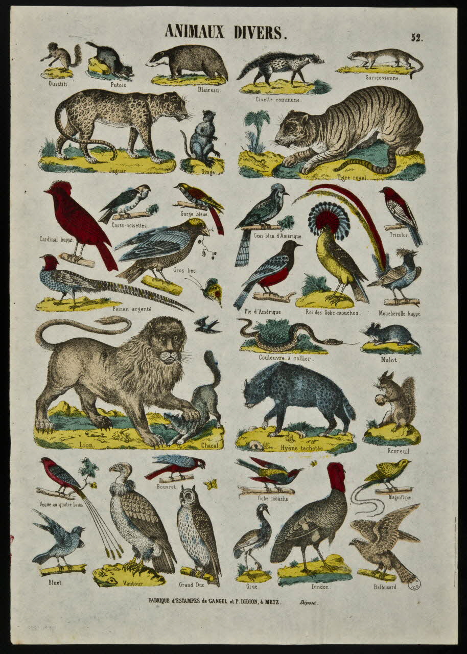 Gangel et Didion estampe ANIMAUX DIVERS. Metz 1858-1868 1953.86.4222 Photo