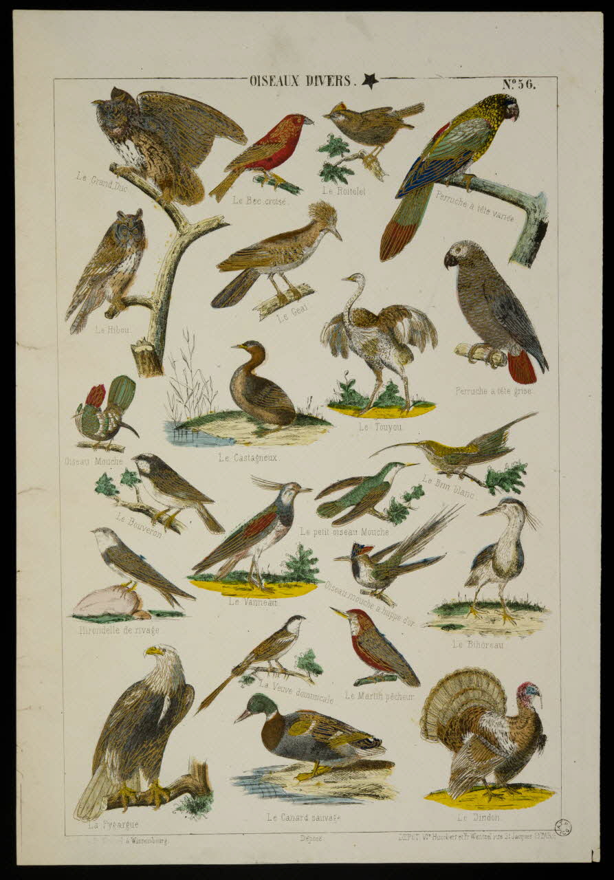 estampe OISEAUX DIVERS. 1953.86.4225 Photo