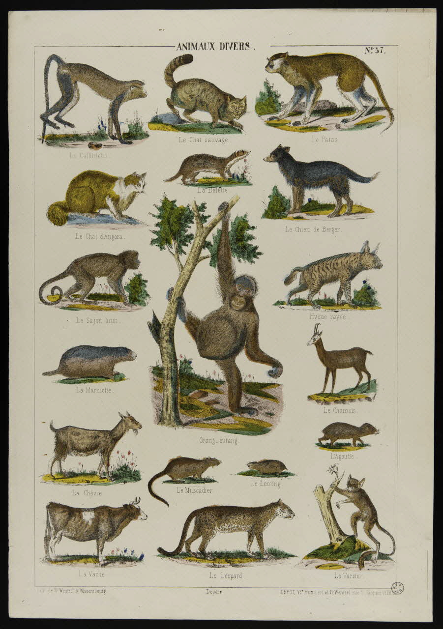 estampe ANIMAUX DIVERS. 1953.86.4226 Photo