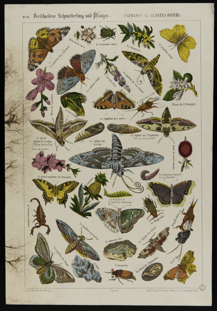 estampe PAPILLONS ET PLANTES DIVERS. 1953.86.4228  Photo