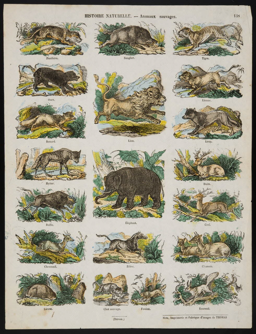 estampe HISTOIRE NATURELLE. - Animaux sauvages. 1953.86.4231 Photo