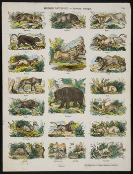 estampe HISTOIRE NATURELLE. - Animaux sauvages. 1953.86.4231 Photo