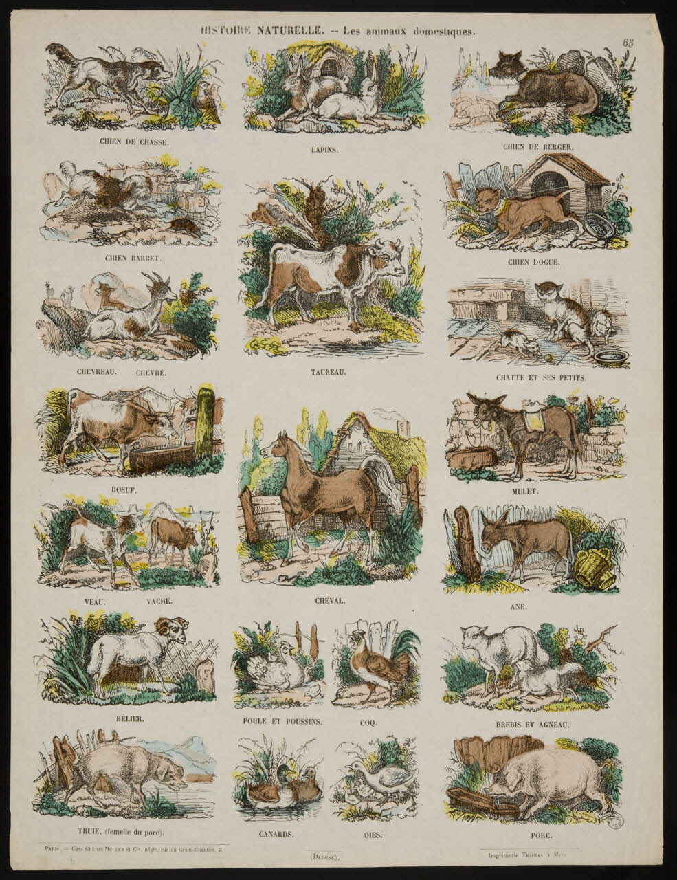 estampe HISTOIRE NATURELLE. - Les animaux domestiques. 1953.86.4235 Photo