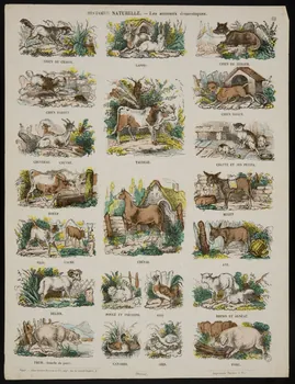estampe HISTOIRE NATURELLE. - Les animaux domestiques. 1953.86.4235 Photo