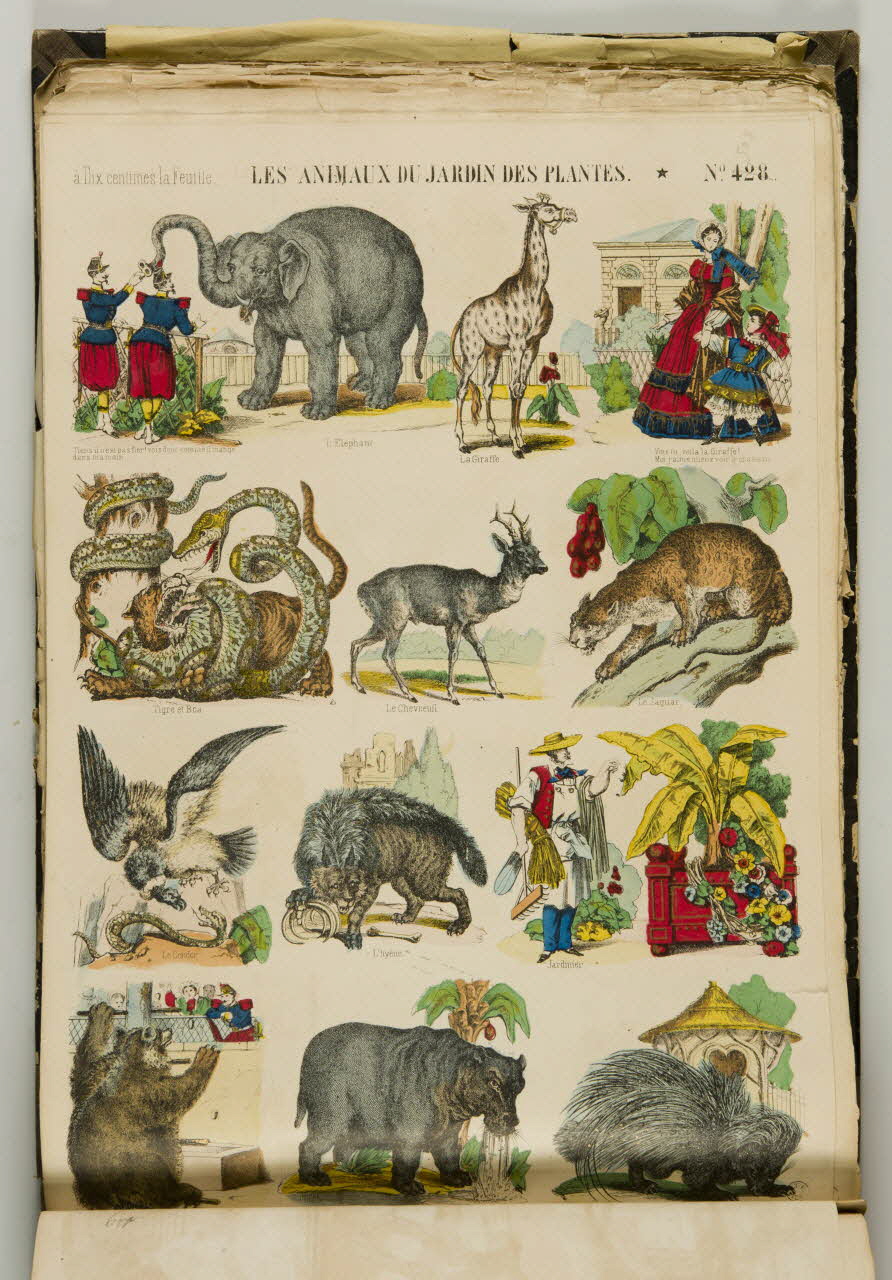 album LES ANIMAUX DU JARDIN DES PLANTES. 1953.86.5571 Photo
