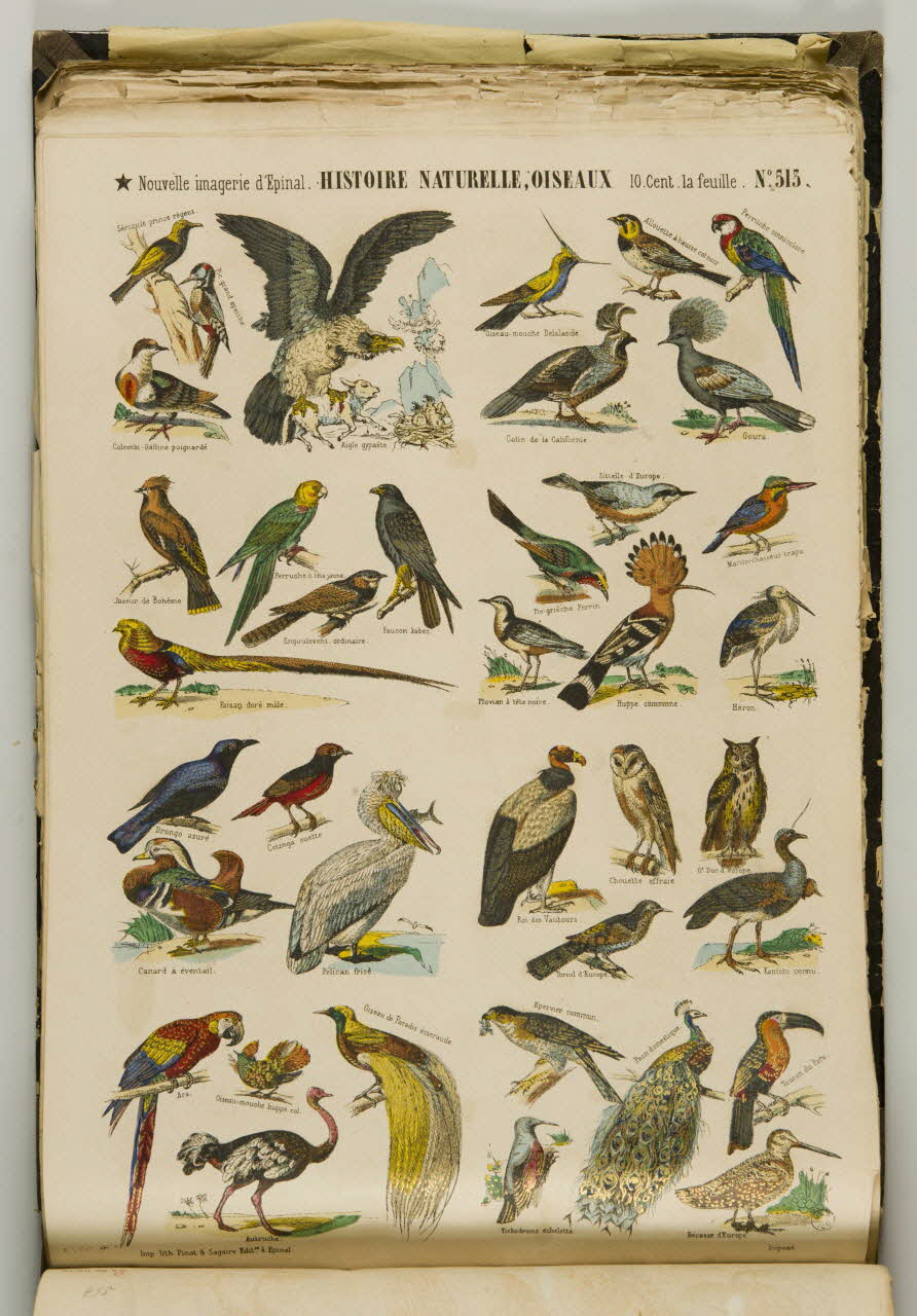 album HISTOIRE NATURELLE, OISEAUX 1953.86.5576 Photo