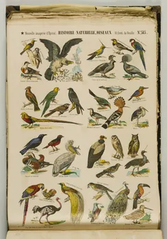 album HISTOIRE NATURELLE, OISEAUX 1953.86.5576  Photo