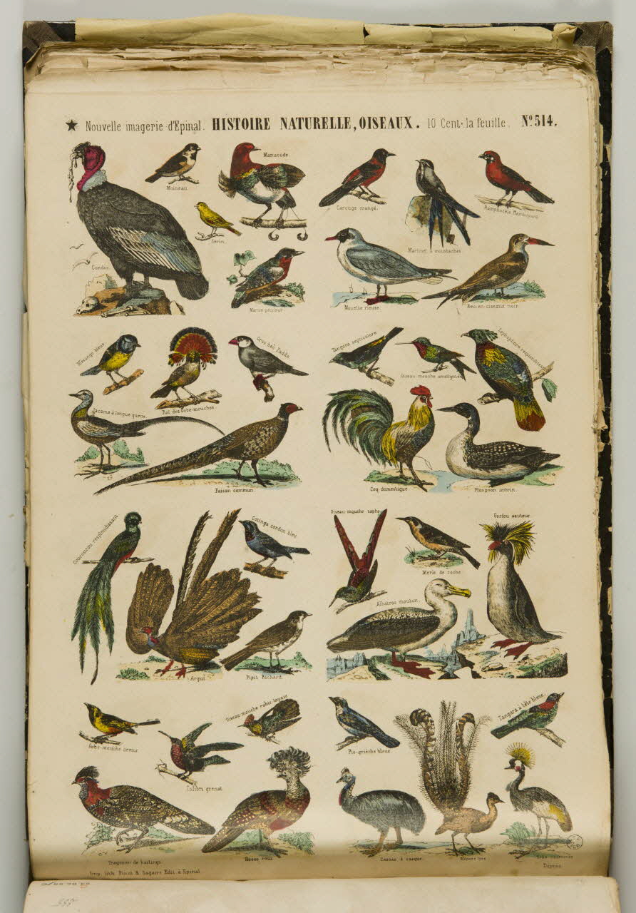 album HISTOIRE NATURELLE, OISEAUX. 1953.86.5577 Photo
