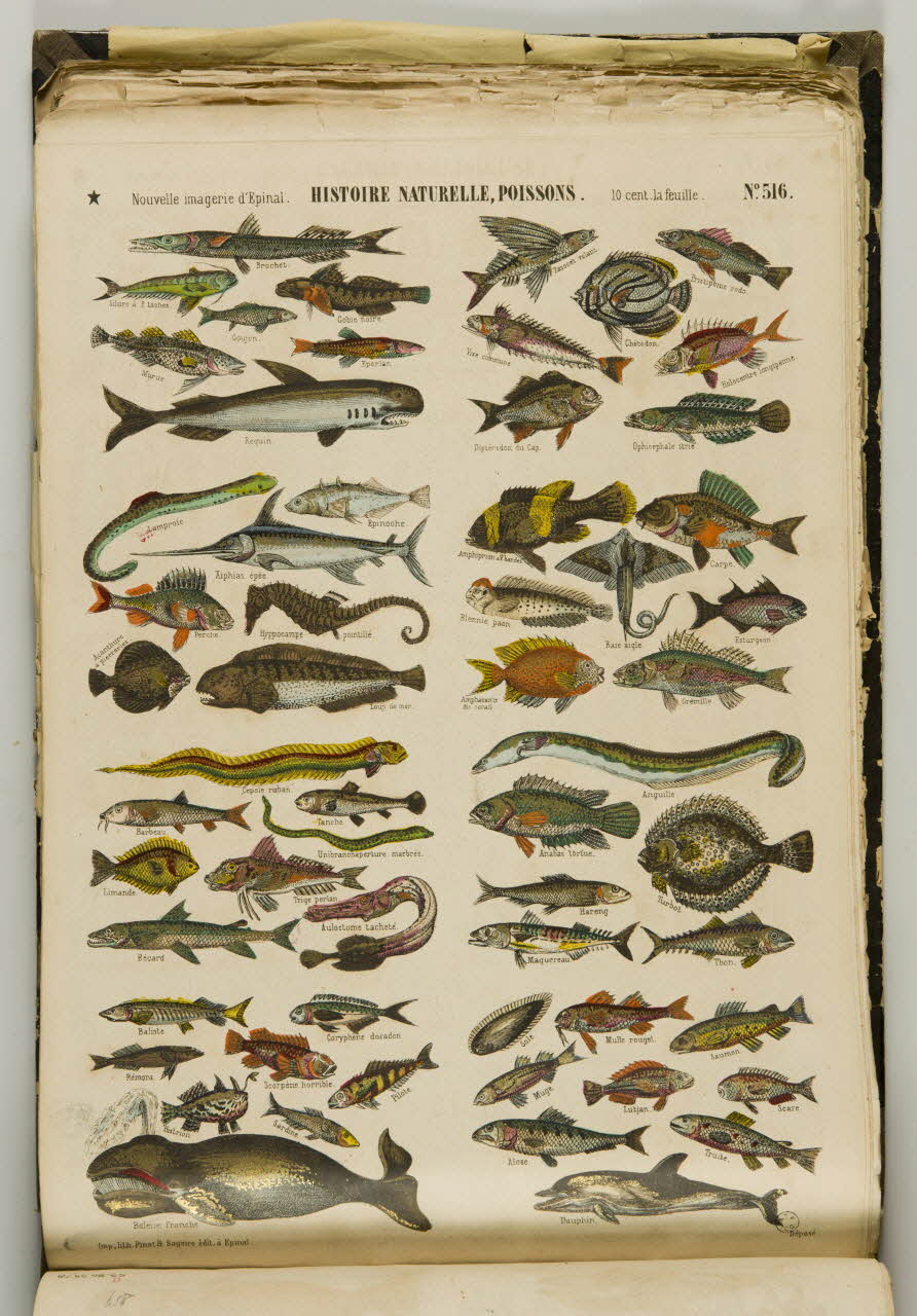 album HISTOIRE NATURELLE, POISSONS. 1953.86.5579 Photo