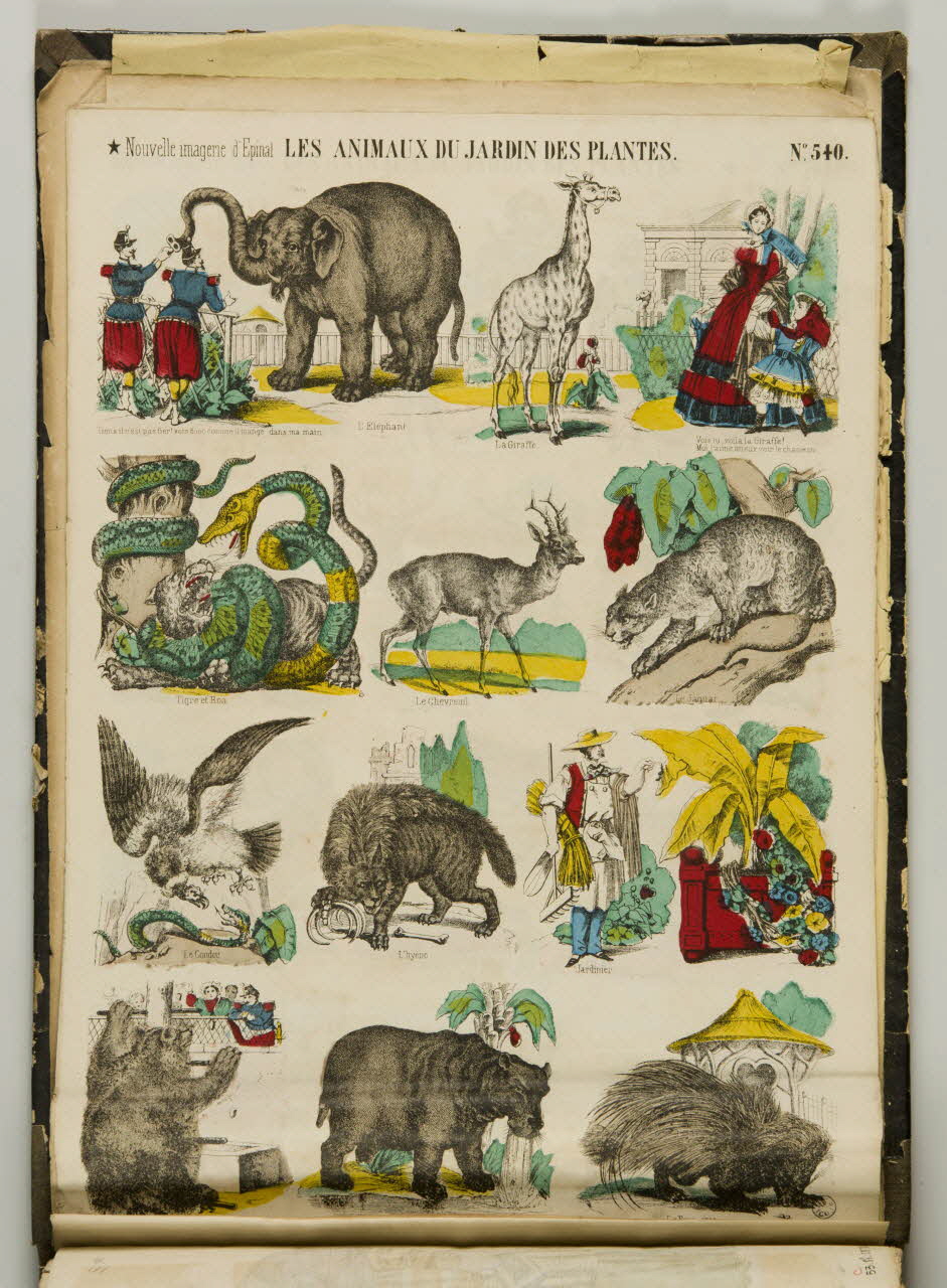 album LES ANIMAUX DU JARDIN DES PLANTES. 1953.86.5873 Photo