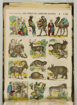 album LES ANIMAUX DU JARDIN DES PLANTES. 1953.86.5874 Photo