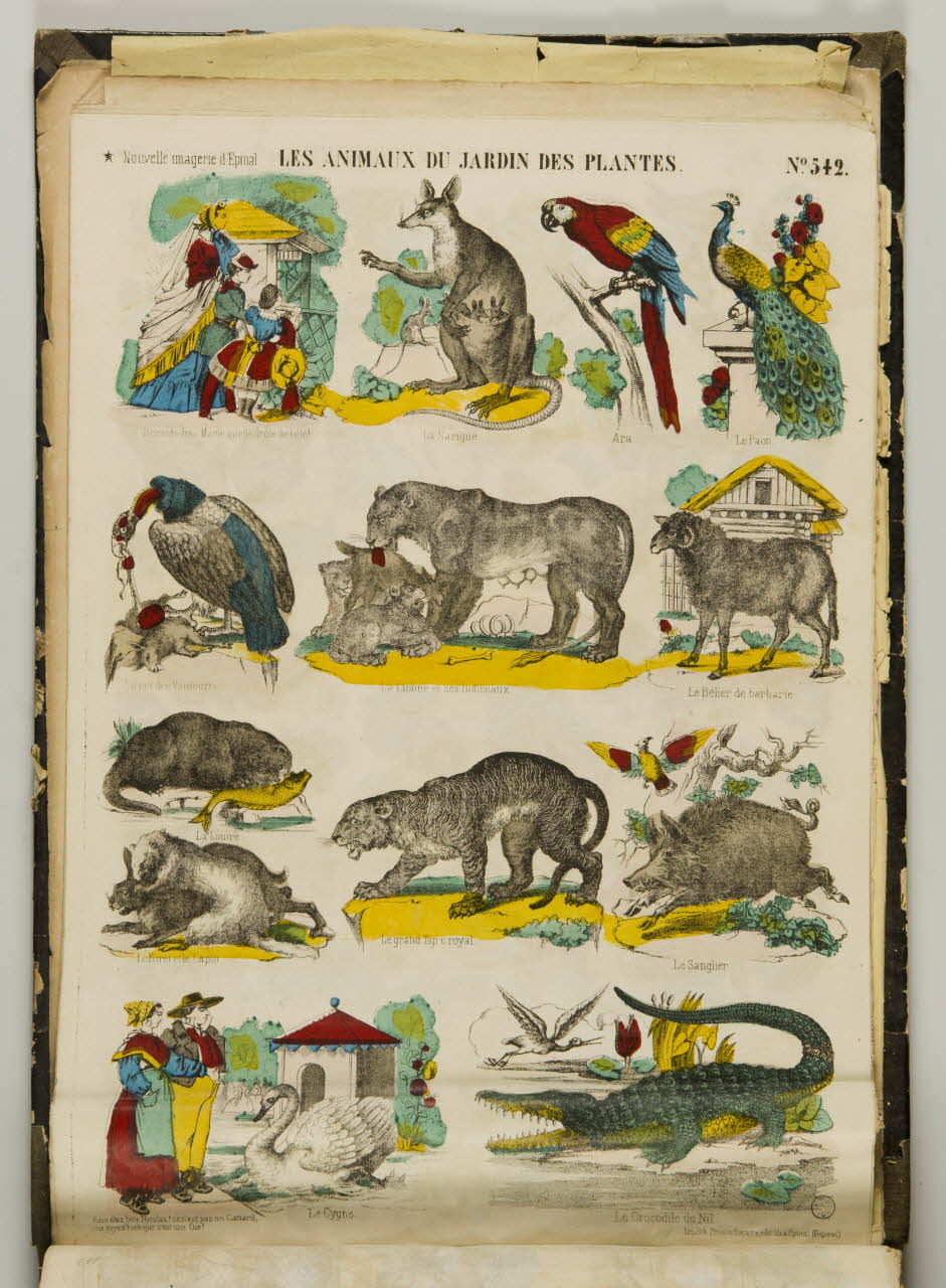 album LES ANIMAUX DU JARDIN DES PLANTES. 1953.86.5875 Photo