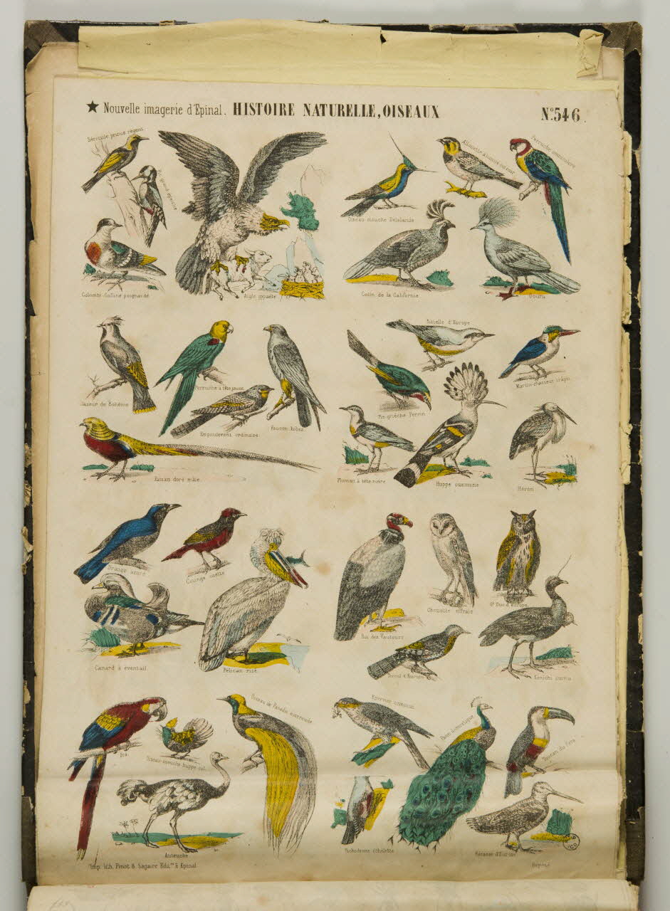 album HISTOIRE NATURELLE, OISEAUX 1953.86.5879 Photo