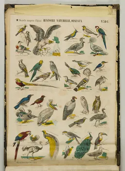 album HISTOIRE NATURELLE, OISEAUX 1953.86.5879 Photo