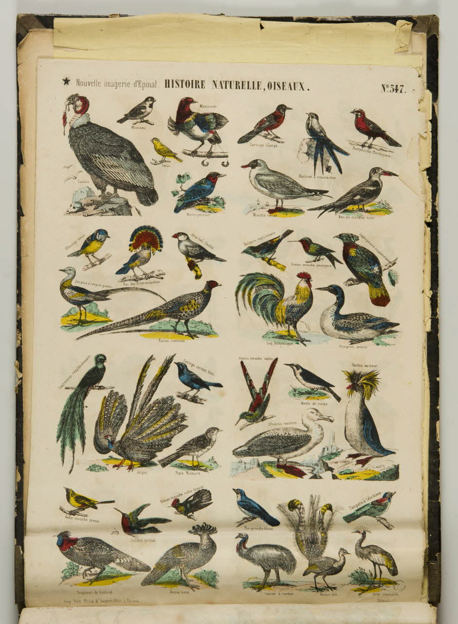 album HISTOIRE NATURELLE, OISEAUX. 1953.86.5880 Photo