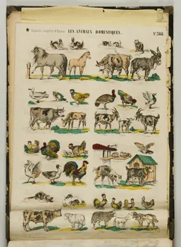 album LES ANIMAUX DOMESTIQUES. 1953.86.5881 Photo