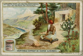 estampe LA FLORE DANS LES HAUTES MONTAGNES  Sur les hauteurs de l'Himalaya. 1955.4.141 Photo