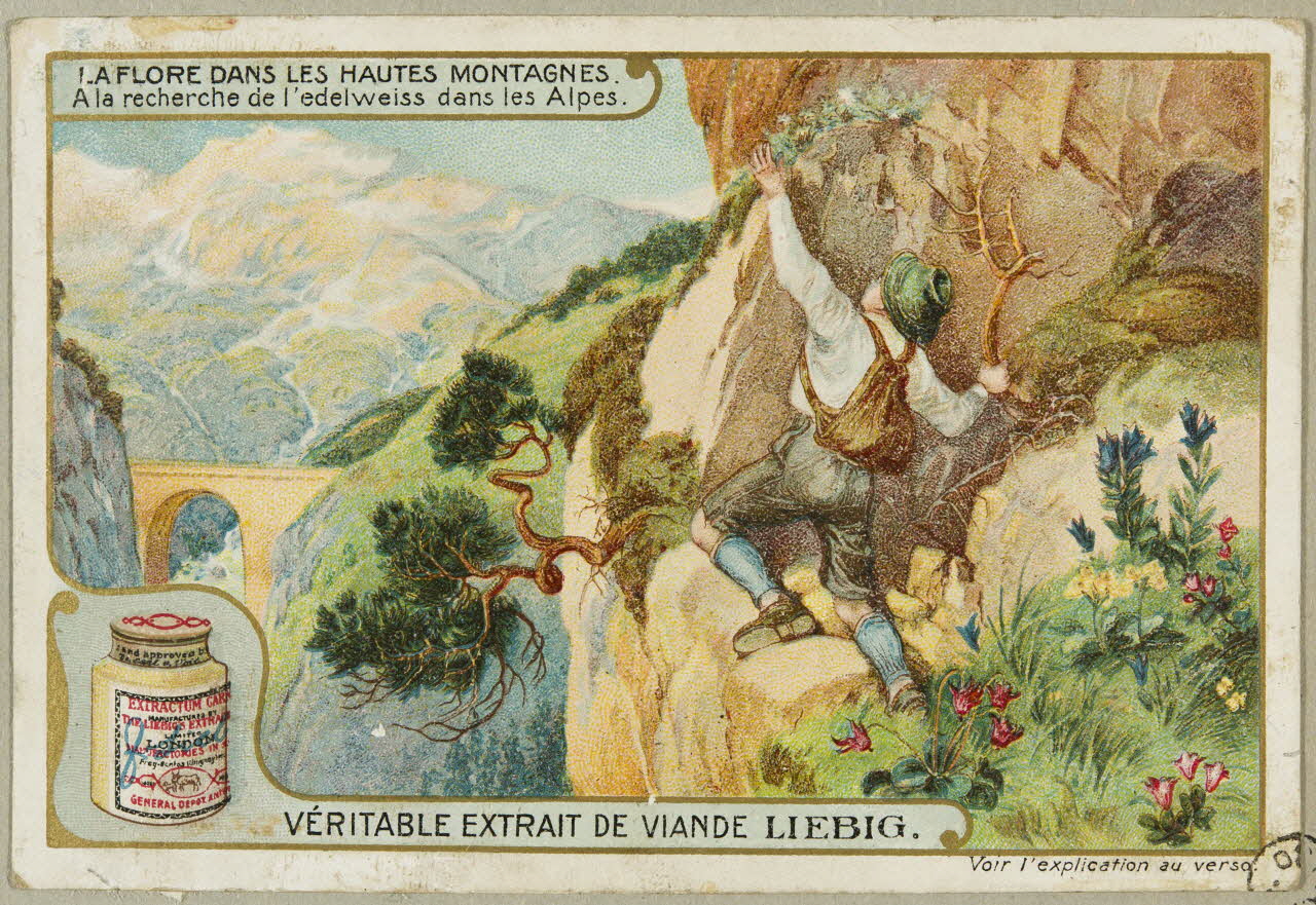 estampe LA FLORE DANS LES HAUTES MONTAGNES  A la recherche de l'edelweiss dans les Alpes. 1955.4.142 Photo