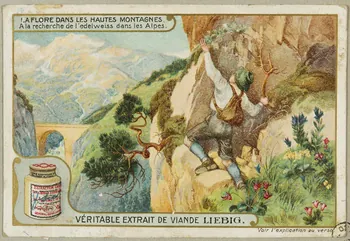 estampe LA FLORE DANS LES HAUTES MONTAGNES  A la recherche de l'edelweiss dans les Alpes. 1955.4.142  Photo