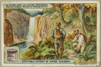 estampe LA FLORE DANS LES HAUTES MONTAGNES  Dans les montagnes rocheuses de l'Amérique du Nord. 1955.4.145 Photo