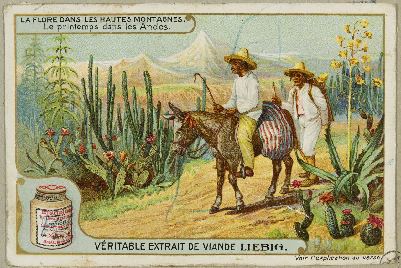 estampe LA FLORE DANS LES HAUTES MONTAGNES  Le printemps dans les Andes. 1955.4.146 Photo