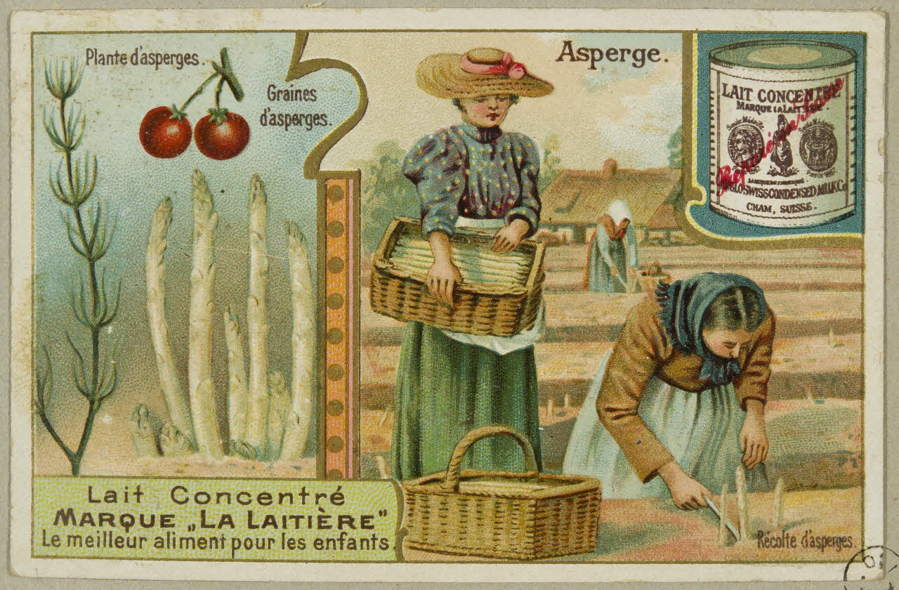 estampe Asperge.  Récolte d'asperges. 1955.4.152 Photo