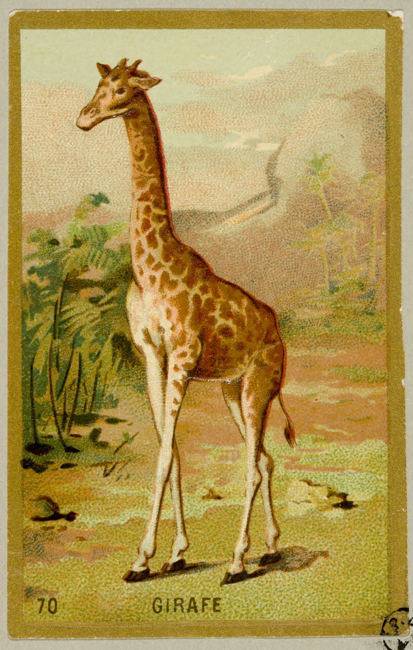 carte réclame chromo 1955.4.403 Photo