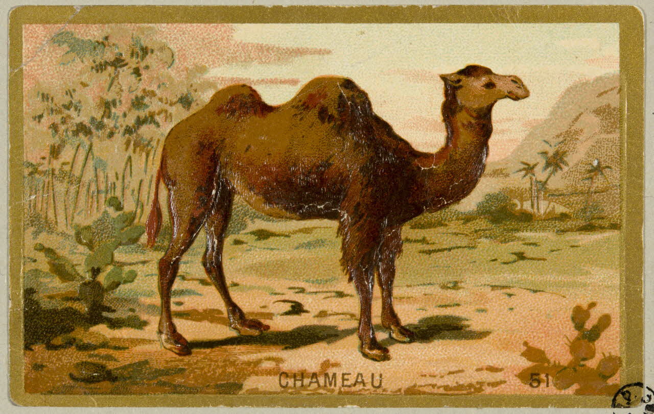 carte réclame chromo 1955.4.404 Photo