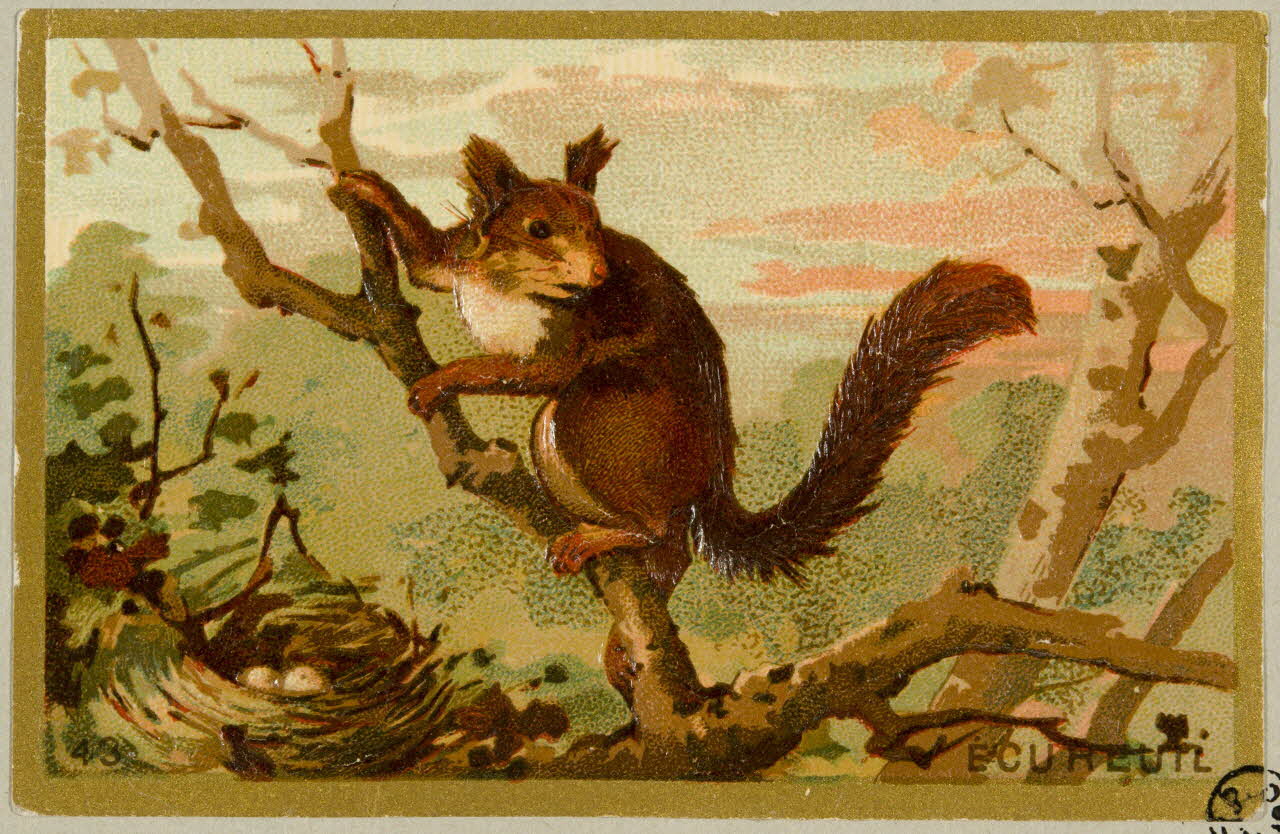 carte réclame chromo 1955.4.405 Photo