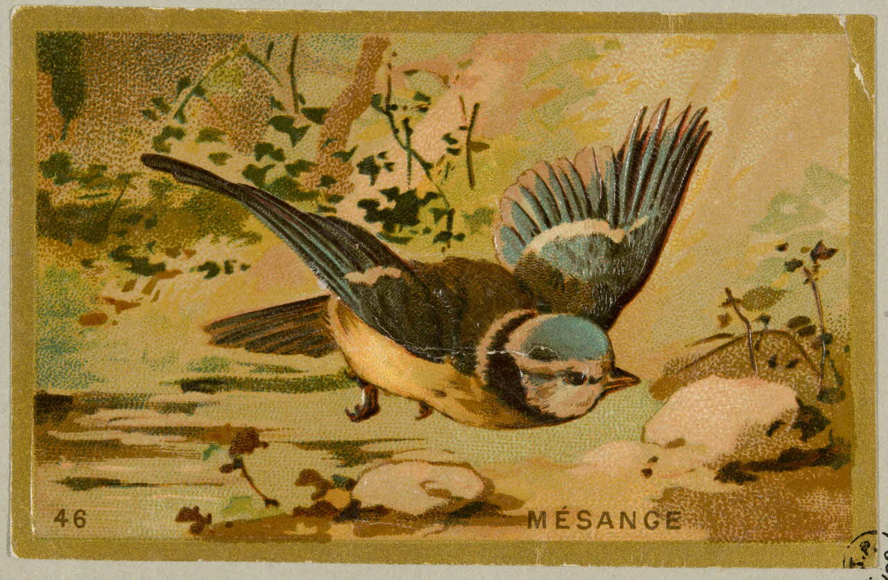 carte réclame chromo 1955.4.408 Photo