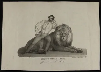 estampe LION DE SIERRA-LEONA,  apprivoisé par Mr Martin. 1957.123.1  Photo
