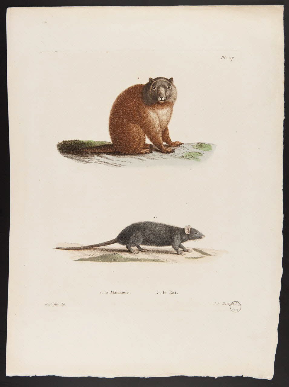 estampe 1. la Marmotte. 2. le Rat. 1957.175.121 Photo