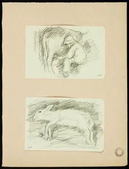 Gaëtan Dumas dessin Agneau 1950 1957.183.57 Photo
