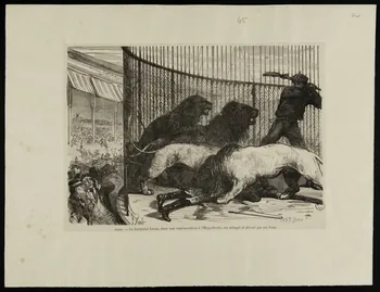 estampe PARIS. - Le dompteur Lucas, dans une représentation à l'hippodrome, est attaqué et dévoré par ses lions. 1957.96.4 Photo