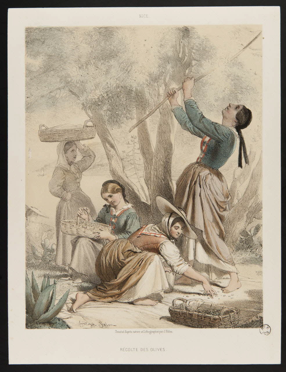 estampe NICE.  RECOLTE DES OLIVES. 1959.115.8 Photo