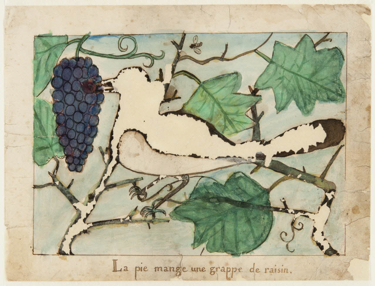 dessin La pie mange une grappe de raisin. 1959.28.21.1 Photo